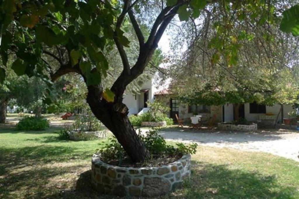 Traditionelles Appartement Athos Shadow Am Meer Paralia Sikias Экстерьер фото